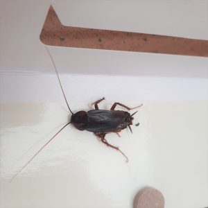 Cucaracha Negra adulta