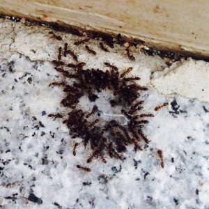 Hormigas comiendo cebo profesional