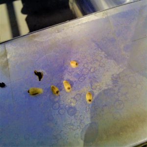 Larvas vivas de Avispa