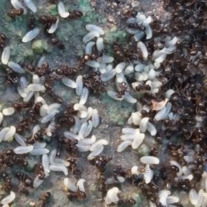 Larvas de Hormigas en hormiguero