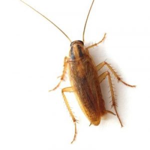 Cucaracha alemana