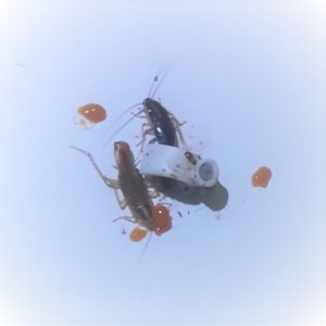 Cucarachas rubias comiendo gel de eliminacion profesional