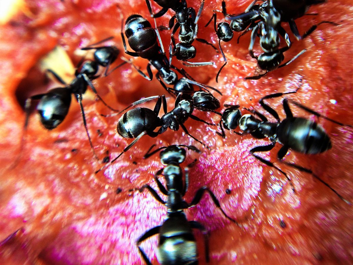 Hormigas comiendo fruta